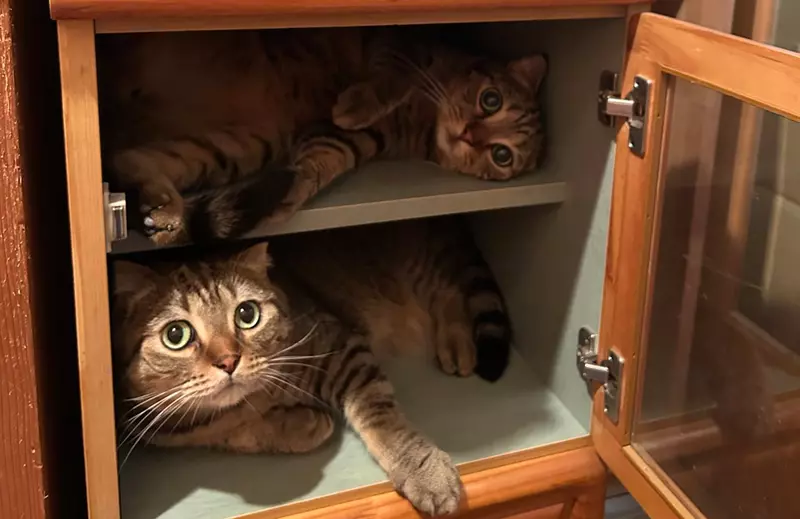 《貓貓觀景台》網友示範原來這才是櫃子真正的使用方法