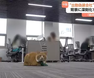 《假裝上班失業辦公室》即便沒有工作也可以來這裡過上朝九晚五的生活