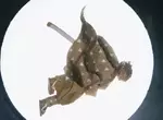 《鬼滅之刃》我妻善逸大招「霹靂一閃 六連」網友用厚紙板材料做出的模型超還原