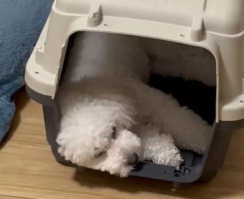 《說夢話的狗》睡覺抽搐又發出怪聲嚇壞新手飼主 資深飼主們分享自家狗狗的夢話影片