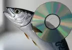 《鯖魚與CD的神祕關聯》鯖魚捕得多CD就會賣得好？日本網友分析其中的相關性