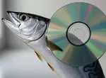 《鯖魚與CD的神祕關聯》鯖魚捕得多CD就會賣得好？日本網友分析其中的相關性