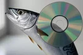 《鯖魚與CD的神祕關聯》鯖魚捕得多CD就會賣得好？日本網友分析其中的相關性