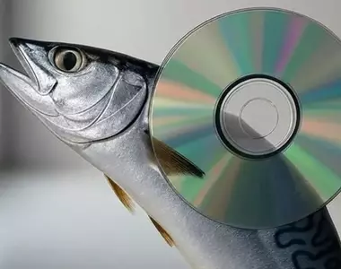 《鯖魚與CD的神祕關聯》鯖魚捕得多CD就會賣得好？日本網友分析其中的相關性