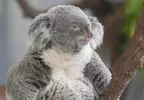 多摩動物公園中的無尾熊 散發著與慵懶截然不同的嚴肅神情！？