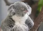 多摩動物公園中的無尾熊 散發著與慵懶截然不同的嚴肅神情!? 多摩動物公園中的無尾熊 散發著與慵懶截然不同的嚴肅神情!?