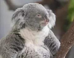多摩動物公園中的無尾熊 散發著與慵懶截然不同的嚴肅神情!? 多摩動物公園中的無尾熊 散發著與慵懶截然不同的嚴肅神情!?