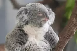 多摩動物公園中的無尾熊 散發著與慵懶截然不同的嚴肅神情!? 多摩動物公園中的無尾熊 散發著與慵懶截然不同的嚴肅神情!?