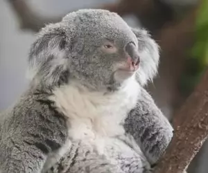 多摩動物公園中的無尾熊 散發著與慵懶截然不同的嚴肅神情！？
