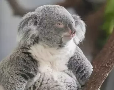 多摩動物公園中的無尾熊 散發著與慵懶截然不同的嚴肅神情!?
