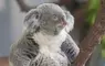 多摩動物公園中的無尾熊 散發著與慵懶截然不同的嚴肅神情！？