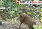《北海道藍莓農》看著兔子狂吃藍莓卻不驅趕 其實農民感激牠們都來不及了