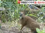 《北海道藍莓農》看著兔子狂吃藍莓卻不驅趕 其實農民感激牠們都來不及了