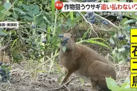 《北海道藍莓農》看著兔子狂吃藍莓卻不驅趕 其實農民感激牠們都來不及了 《北海道藍莓農》看著兔子狂吃藍莓卻不驅趕 其實農民感激牠們都來不及了