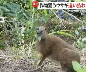 《北海道藍莓農》看著兔子狂吃藍莓卻不驅趕 其實農民感激牠們都來不及了