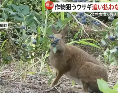 《北海道藍莓農》看著兔子狂吃藍莓卻不驅趕 其實農民感激牠們都來不及了