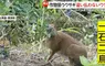 《北海道藍莓農》看著兔子狂吃藍莓卻不驅趕 其實農民感激牠們都來不及了