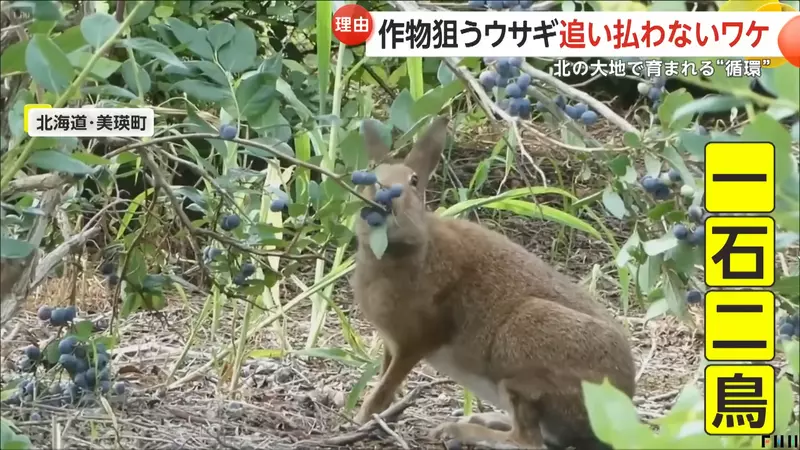 《北海道藍莓農》看著兔子狂吃藍莓卻不驅趕 其實農民感激牠們都來不及了