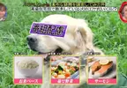 日本節目調查《高級住宅區寵物的伙食費》不誇張的說吃得比人還要好