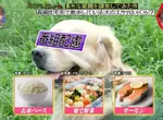 日本節目調查《高級住宅區寵物的伙食費》不誇張的說吃得比人還要好
