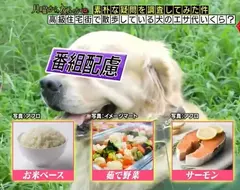 日本節目調查《高級住宅區寵物的伙食費》不誇張的說吃得比人還要好