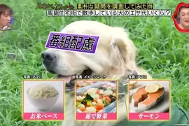 日本節目調查《高級住宅區寵物的伙食費》不誇張的說吃得比人還要好 日本節目調查《高級住宅區寵物的伙食費》不誇張的說吃得比人還要好