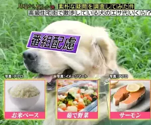 日本節目調查《高級住宅區寵物的伙食費》不誇張的說吃得比人還要好
