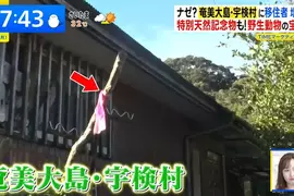 《日本離島神秘習俗》路邊出現綁著粉紅布條的棒子?其實這是讓你保命的用心棒 《日本離島神秘習俗》路邊出現綁著粉紅布條的棒子?其實這是讓你保命的用心棒
