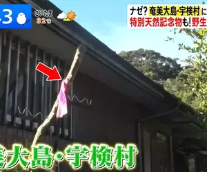 《日本離島神秘習俗》路邊出現綁著粉紅布條的棒子？其實這是讓你保命的用心棒