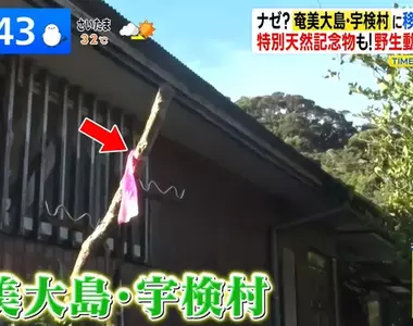 《日本離島神秘習俗》路邊出現綁著粉紅布條的棒子?其實這是讓你保命的用心棒