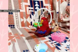 一隻懂得鍛鍊腿部肌肉的鸚鵡 舉起玩具運動的模樣超可愛