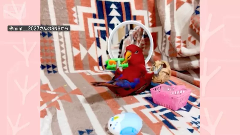 一隻懂得鍛鍊腿部肌肉的鸚鵡 舉起玩具運動的模樣超可愛