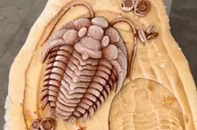 在國外成為話題的《三葉蟲冰淇淋》這冰凍化石的外觀讓人咬不下去啊(汗)