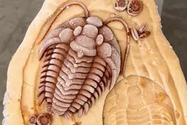 在國外成為話題的《三葉蟲冰淇淋》這冰凍化石的外觀讓人咬不下去啊(汗)