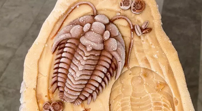 在國外成為話題的《三葉蟲冰淇淋》這冰凍化石的外觀讓人咬不下去啊(汗)