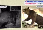 【熊出沒注意】目擊400公斤級棕熊出沒 身體肥厚到連獸籠都鑽不進去 【熊出沒注意】目擊400公斤級棕熊出沒 身體肥厚到連獸籠都鑽不進去