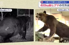 【熊出沒注意】目擊400公斤級棕熊出沒 身體肥厚到連獸籠都鑽不進去 【熊出沒注意】目擊400公斤級棕熊出沒 身體肥厚到連獸籠都鑽不進去