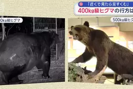 【熊出沒注意】目擊400公斤級棕熊出沒 身體肥厚到連獸籠都鑽不進去 【熊出沒注意】目擊400公斤級棕熊出沒 身體肥厚到連獸籠都鑽不進去