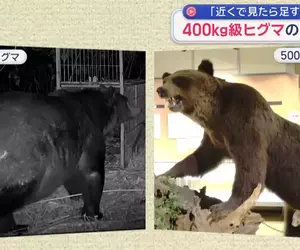 【熊出沒注意】目擊400公斤級棕熊出沒 身體肥厚到連獸籠都鑽不進去