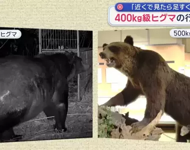 【熊出沒注意】目擊400公斤級棕熊出沒 身體肥厚到連獸籠都鑽不進去