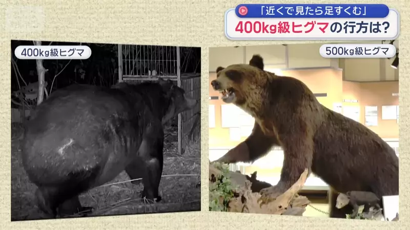 【熊出沒注意】目擊400公斤級棕熊出沒 身體肥厚到連獸籠都鑽不進去