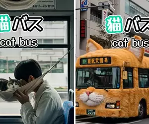 網友創作《AI貓貓巴士》如果把公車加上吸貓服務，會不會增加大家願意搭乘大眾交通工具的意願呢？