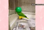 飼主無意間發現寵物鸚鵡的跳舞絕活 只要戴上罩子就會瘋狂熱舞