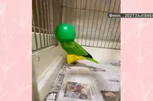 飼主無意間發現寵物鸚鵡的跳舞絕活 只要戴上罩子就會瘋狂熱舞