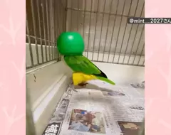 飼主無意間發現寵物鸚鵡的跳舞絕活 只要戴上罩子就會瘋狂熱舞