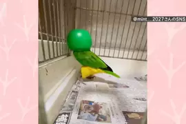飼主無意間發現寵物鸚鵡的跳舞絕活 只要戴上罩子就會瘋狂熱舞