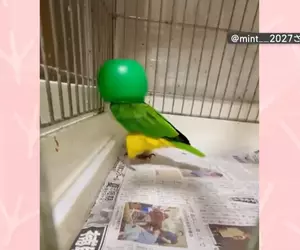 飼主無意間發現寵物鸚鵡的跳舞絕活 只要戴上罩子就會瘋狂熱舞