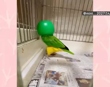 飼主無意間發現寵物鸚鵡的跳舞絕活 只要戴上罩子就會瘋狂熱舞