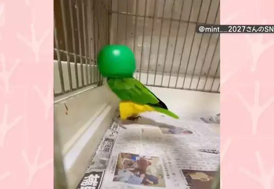 飼主無意間發現寵物鸚鵡的跳舞絕活 只要戴上罩子就會瘋狂熱舞