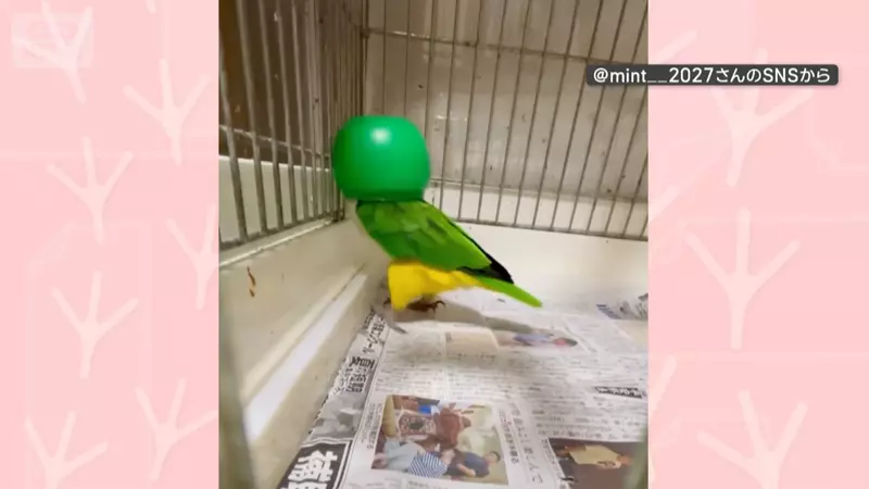 飼主無意間發現寵物鸚鵡的跳舞絕活 只要戴上罩子就會瘋狂熱舞